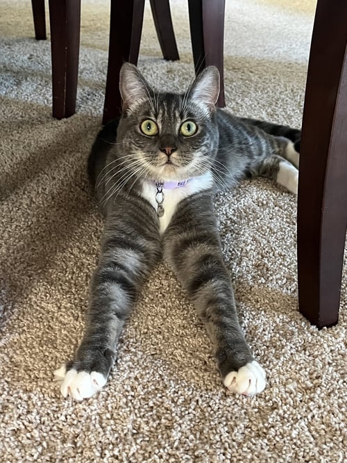 CRUMPET & STRUDEL #1971 - OFFERED BY OWNER - PAIR - Tabby / Domestic Short Hair available for adoption