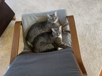 Crumpet & Strudel #1971 - Offered by Owner - Pair - Photo 5