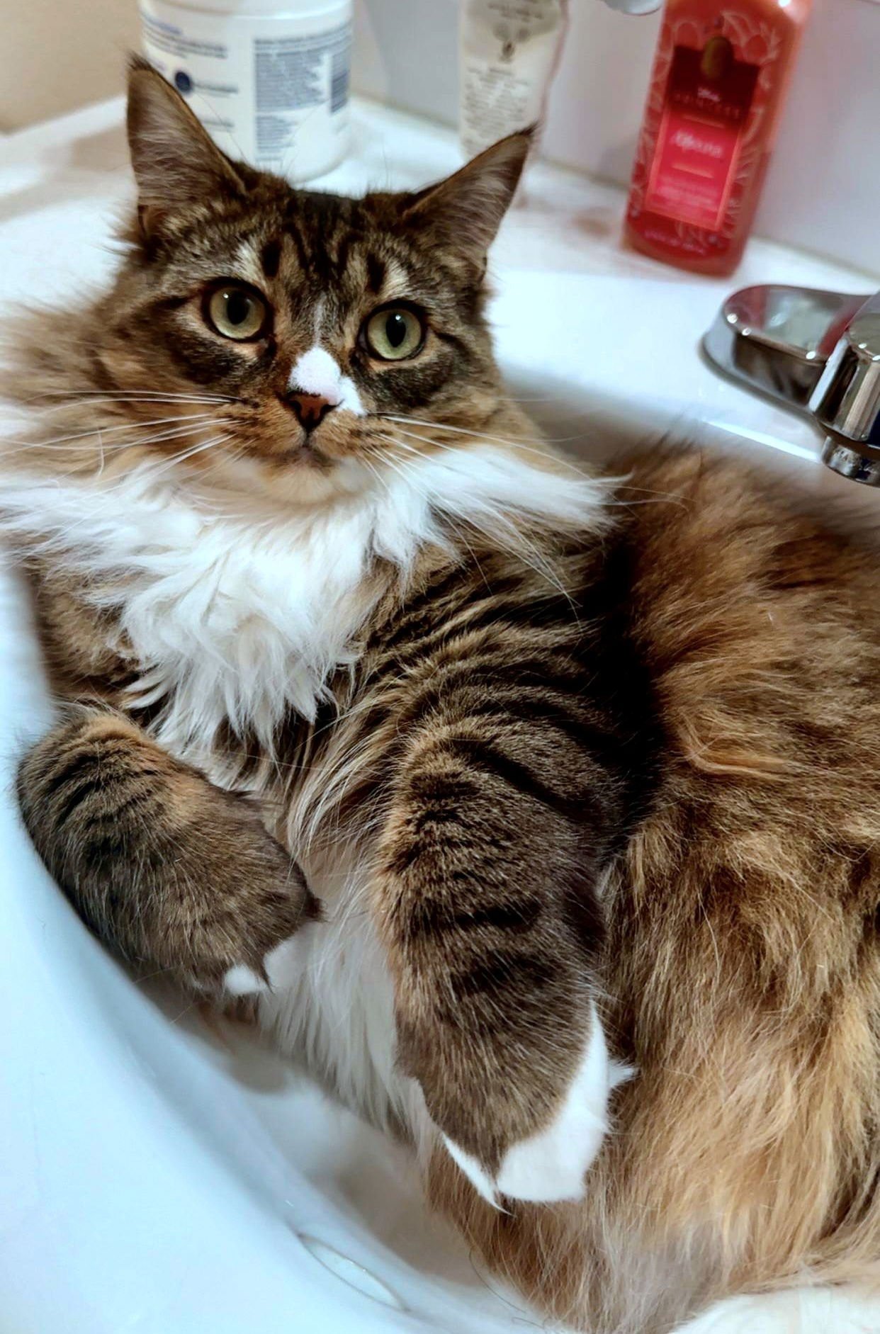 FRANCESCA #1783-OFFERED BY OWNER- FLUFFY YOUNG - Tabby / Domestic Long Hair available for adoption