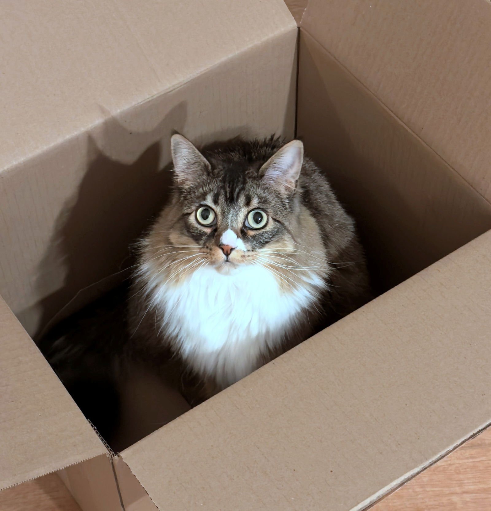 FRANCESCA #1783-OFFERED BY OWNER- FLUFFY YOUNG - Tabby / Domestic Long Hair available for adoption