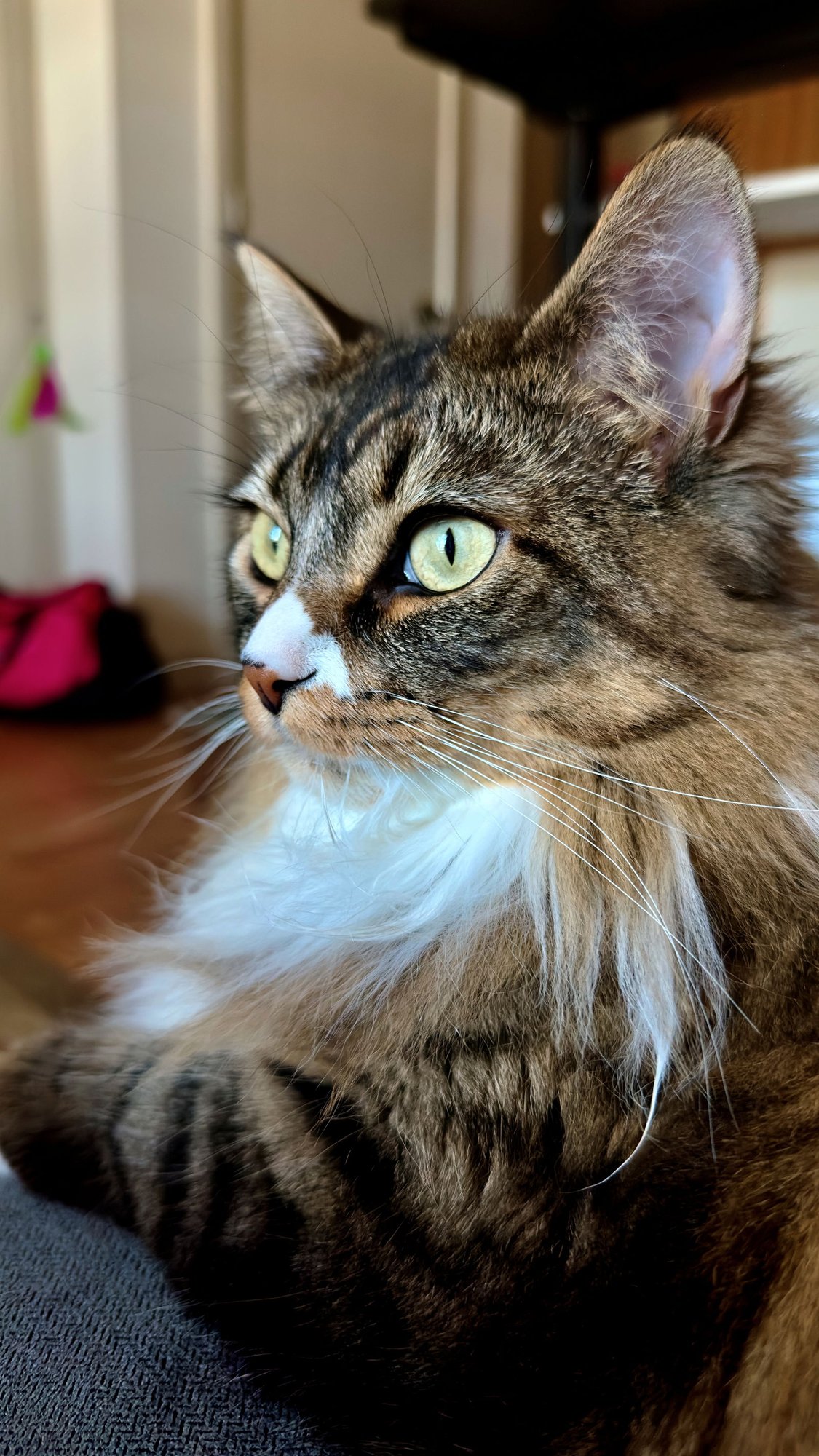 FRANCESCA #1783-Offered by Owner- Fluffy Young - Photo 3