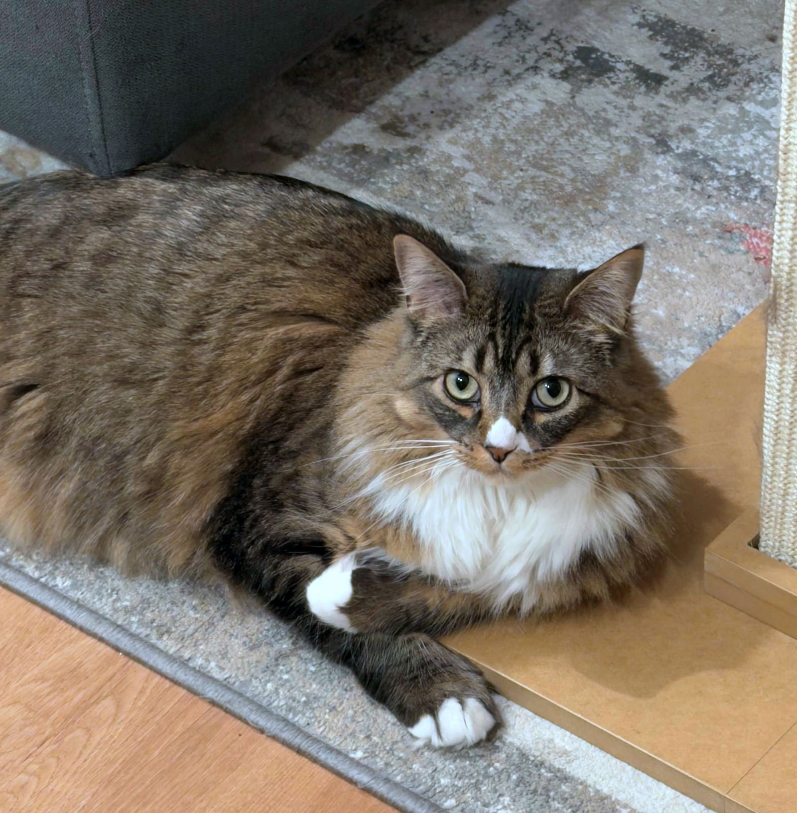 FRANCESCA #1783-Offered by Owner- Fluffy Young - Photo 4