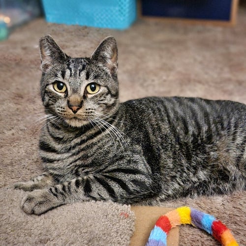 PEPPER #1920 - OFFERED BY OWNER - Domestic Short Hair available for adoption