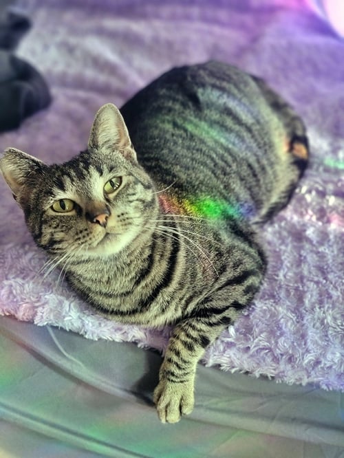 PEPPER #1920 - OFFERED BY OWNER - Domestic Short Hair available for adoption