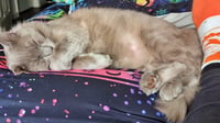 GHOSTE #1886 - Offered by Owner - Young Male - Photo 1
