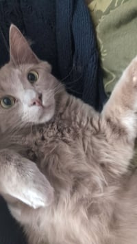 GHOSTE #1886 - Offered by Owner - Young Male - Photo 2
