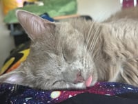GHOSTE #1886 - Offered by Owner - Young Male - Photo 4