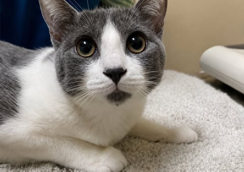XENA & ZEUS #1979 - OFFERED BY OWNER- BONDED - Domestic Short Hair available for adoption