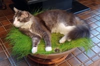 GAVIN #1852 - Offered by Owner - Long-haired male - Photo 2