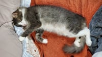 GAVIN #1852 - Offered by Owner - Long-haired male - Photo 3