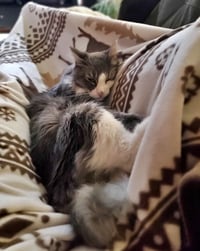 GAVIN #1852 - Offered by Owner - Long-haired male - Photo 4