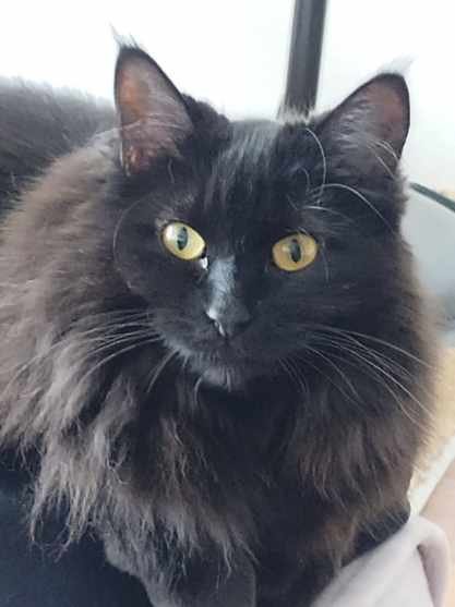 MISS FLUFFFY BRITCHES #1818 - OFFERED BY OWNER - Domestic Long Hair for adoption in Portland