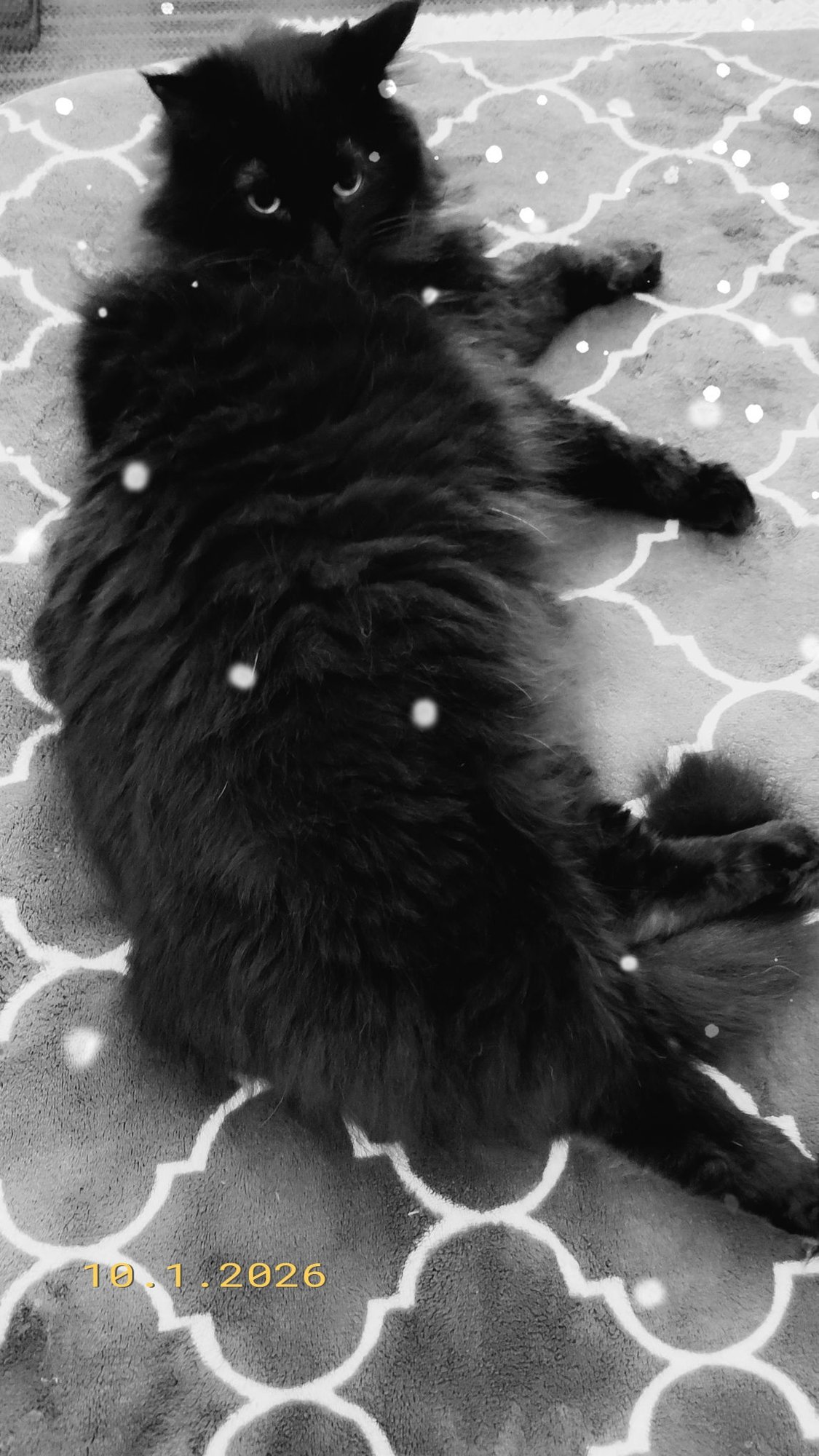 Miss Flufffy Britches #1818 - Offered by Owner - Photo 3