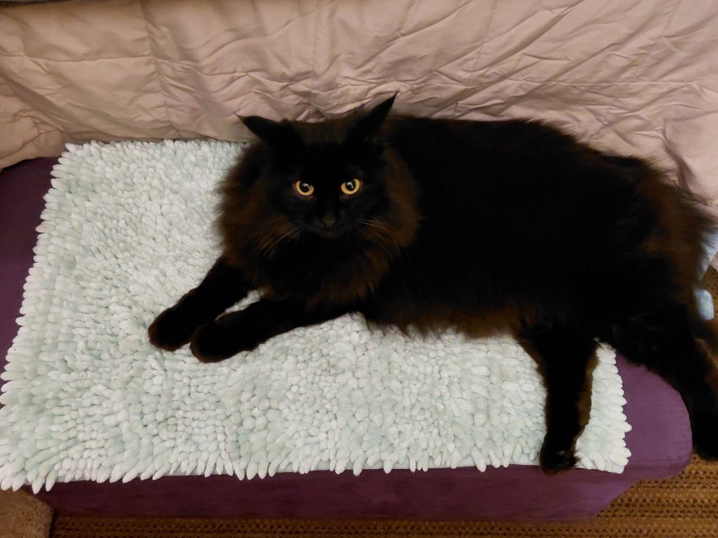 Miss Flufffy Britches #1818 - Offered by Owner - Photo 4