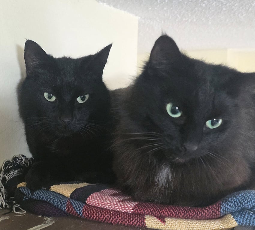 ELKIE & CUDDLES #1945 - Offered by Owner - Bonded Image