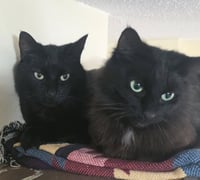 ELKIE & CUDDLES #1945 - Offered by Owner - Bonded - Photo 1