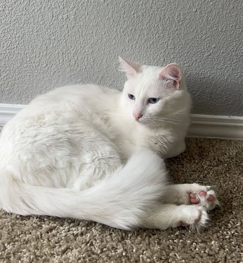 OLAF #1999 - OFFERED BY OWNER - TURKISH ANGORA
