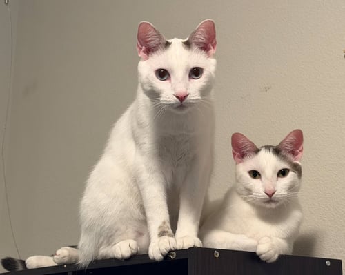BUTCH & SUNDANCE #1985 - OFFERED BY OWNER BONDED - Domestic Short Hair available for adoption