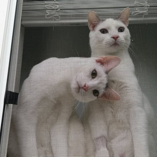 BUTCH & SUNDANCE #1985 - OFFERED BY OWNER BONDED - Domestic Short Hair available for adoption