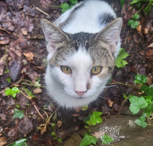 SNEEZY & POPEYE #2012- OFFERED BY OWNER- - Domestic Short Hair / Tabby available for adoption