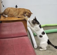 SNEEZY & POPEYE #2012- Offered by Owner- - Photo 1