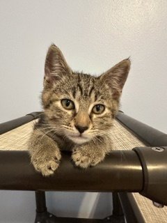 BRUNO, BELLA AND BEAR - Domestic Short Hair available for adoption