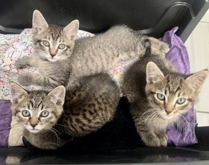BRUNO, BELLA AND BEAR - IDENTICAL TRIPLET KITTENS