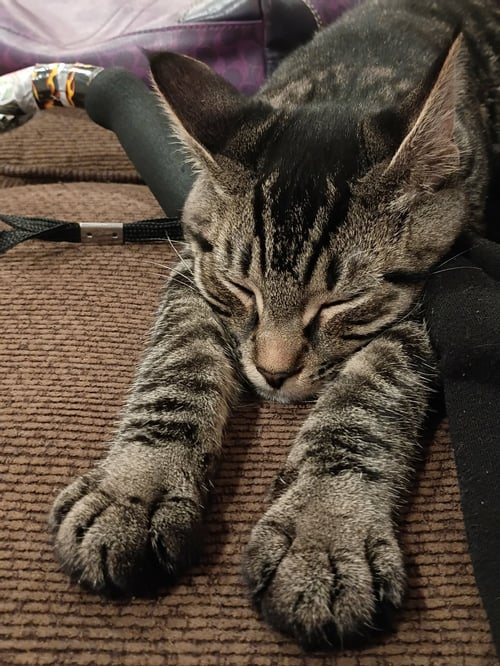 OZZY #1963 - OFFERED BY OWNER - YOUNG MALE - Domestic Short Hair / Tabby available for adoption