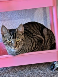 OZZY #1963 - Offered by Owner - Young Male - Photo 3