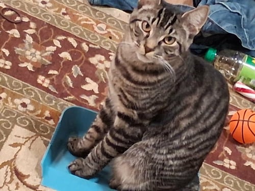 OZZY #1963 - OFFERED BY OWNER - YOUNG MALE - Domestic Short Hair / Tabby available for adoption