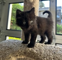 TOMMY - Fluffy and Sweet Kitten - Photo 1