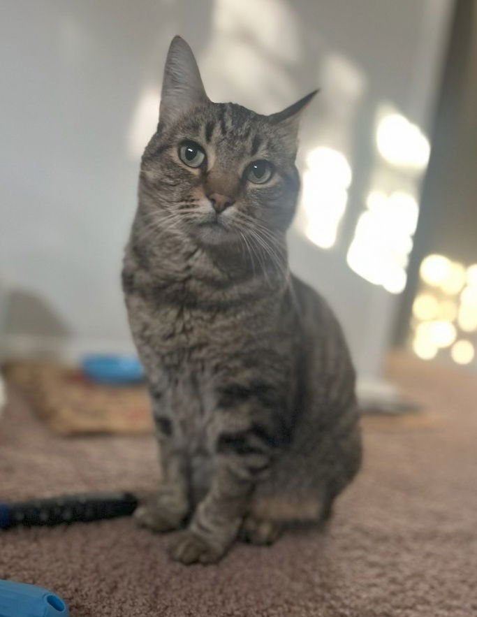 LIZ - #1788A - OFFEREED BY OWNER - Domestic Short Hair / Tabby available for adoption