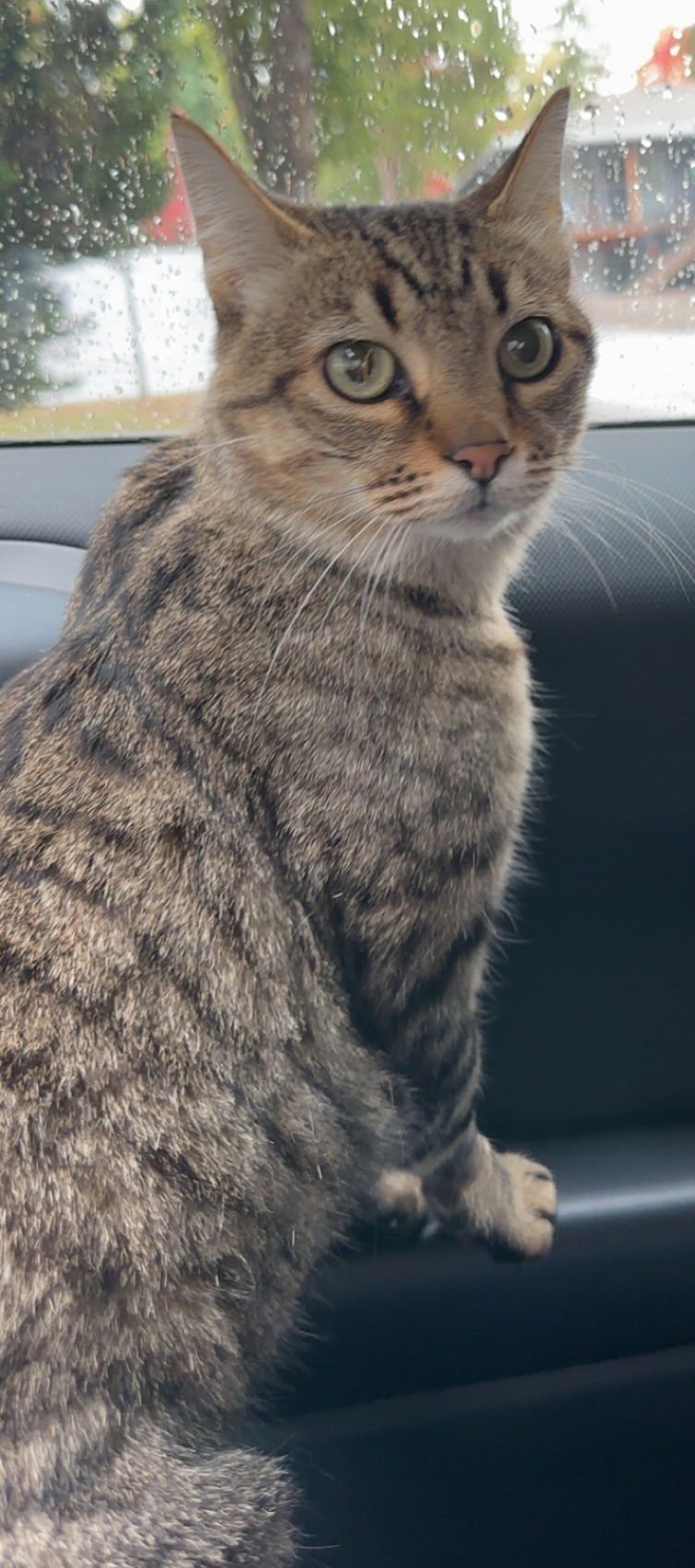 LIZ - #1788A - OFFEREED BY OWNER - Domestic Short Hair / Tabby available for adoption