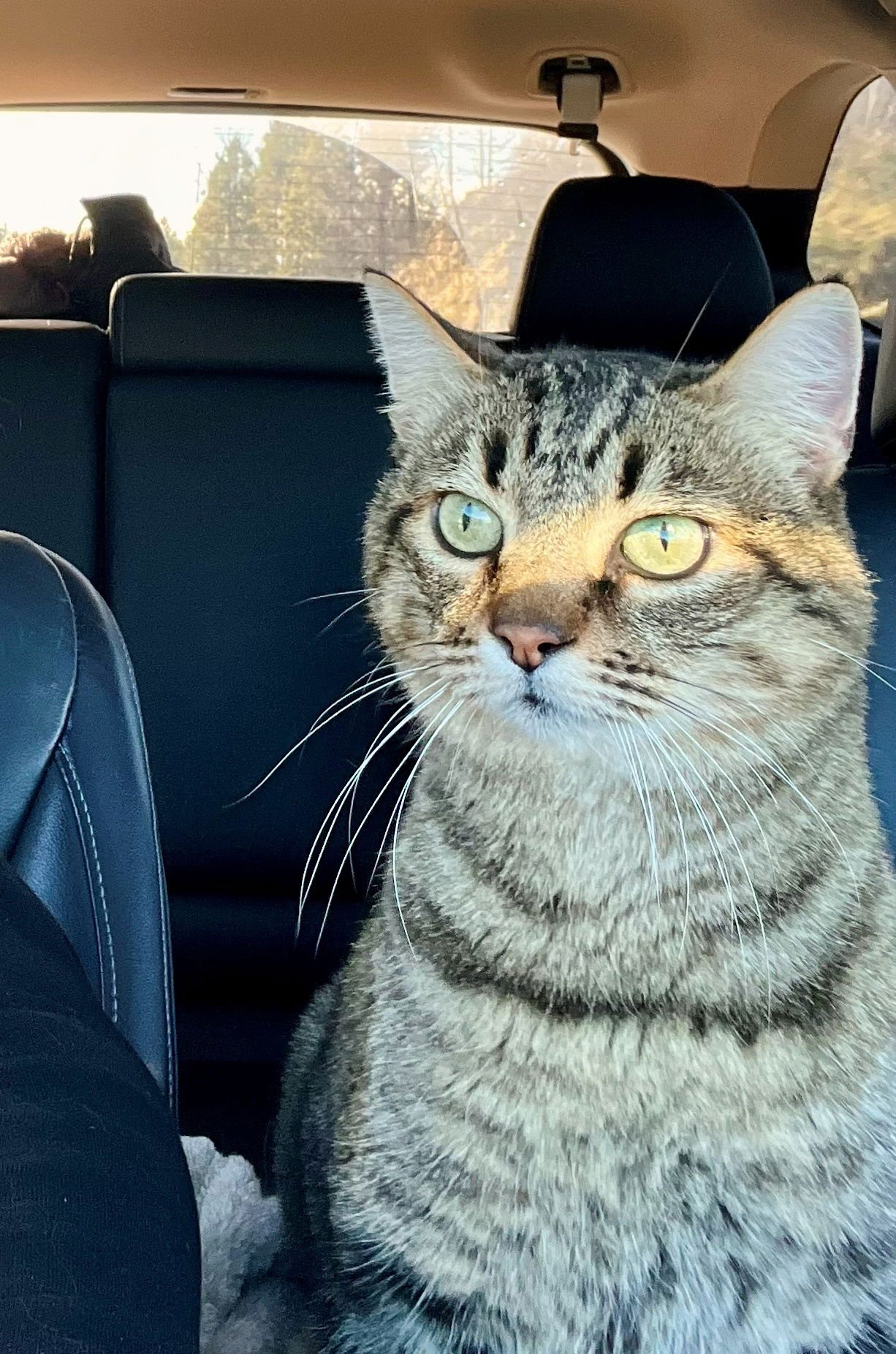 LIZ - #1788A - Offereed by Owner - Photo 3