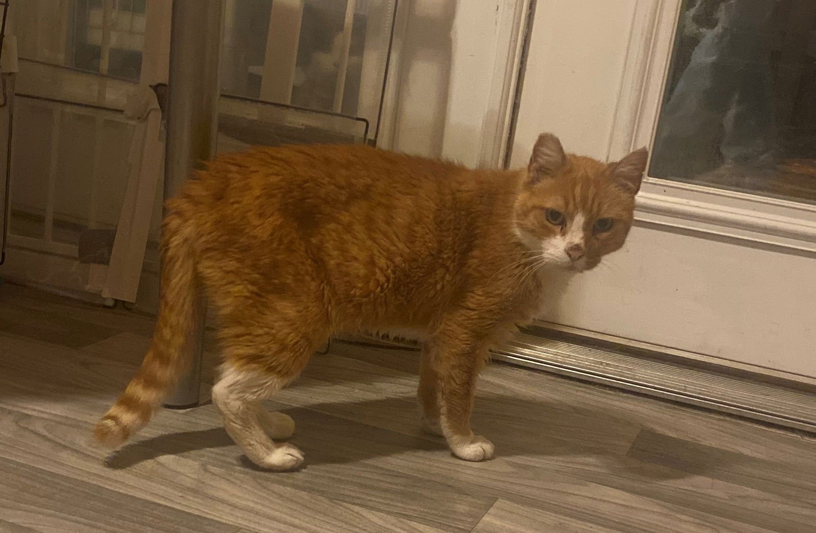 Hank The Tank - Photo 2