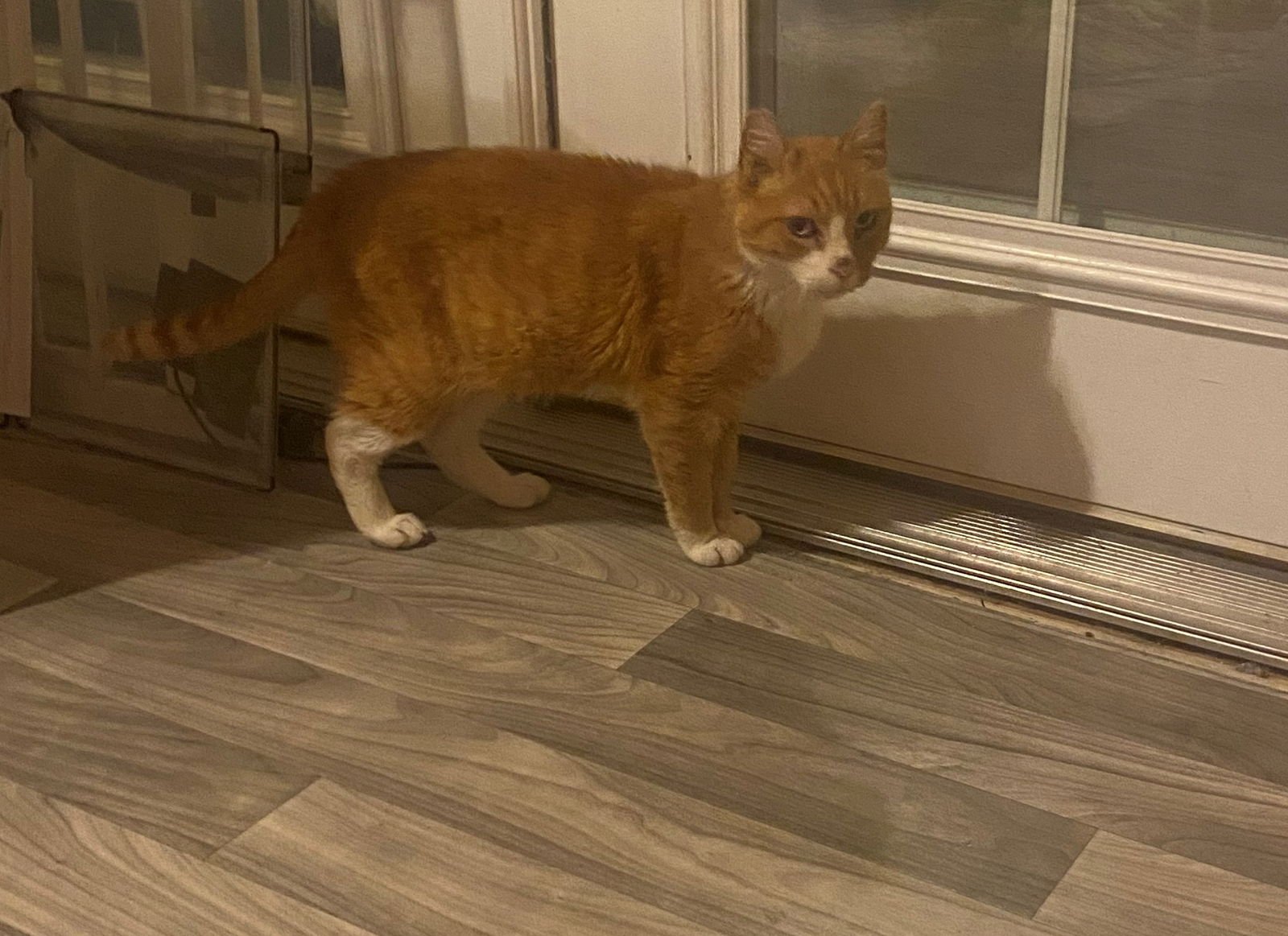 Hank The Tank - Photo 3