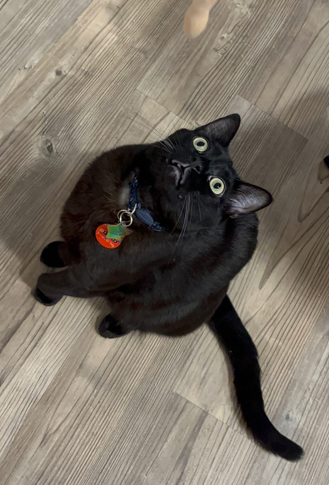 CHURCH #1765A - YOUNG ADULT MALE - Domestic Short Hair for adoption in Portland