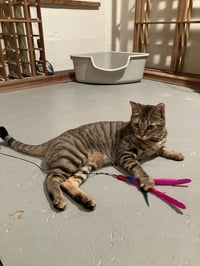 MABEL - Offered by Owner - Needs Special Attention - Photo 3