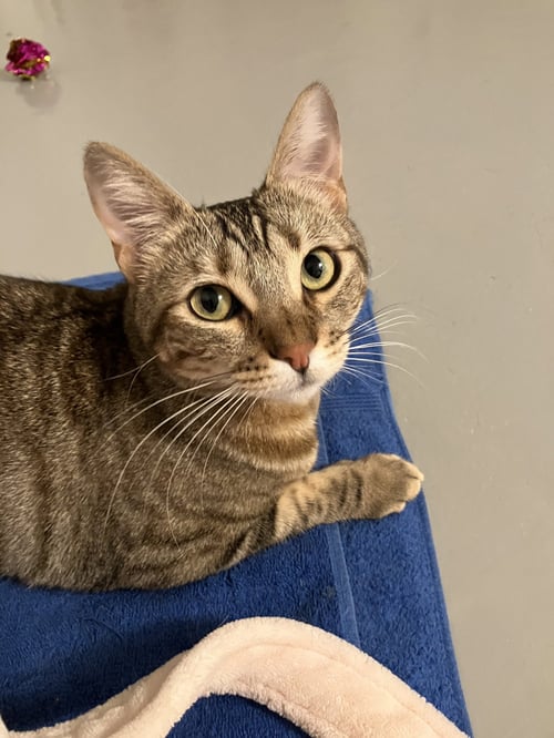 MABEL - OFFERED BY OWNER - NEEDS SPECIAL ATTENTION - Tabby / Bengal available for adoption