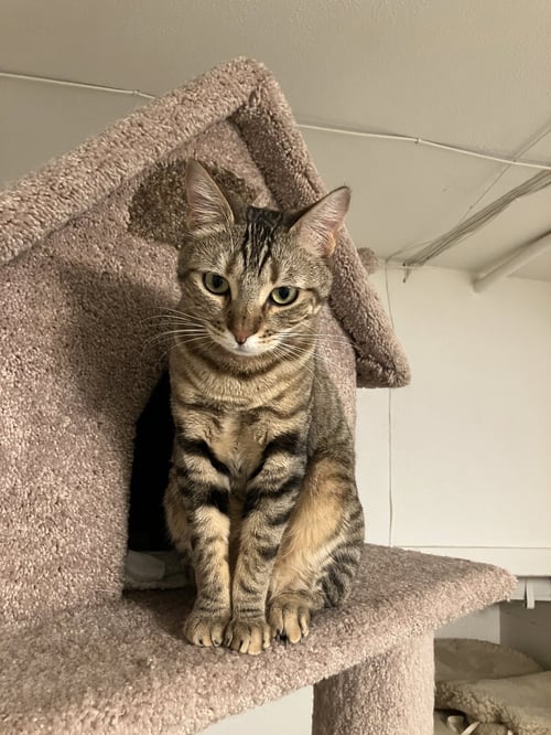 MABEL - OFFERED BY OWNER - NEEDS SPECIAL ATTENTION - Tabby / Bengal available for adoption