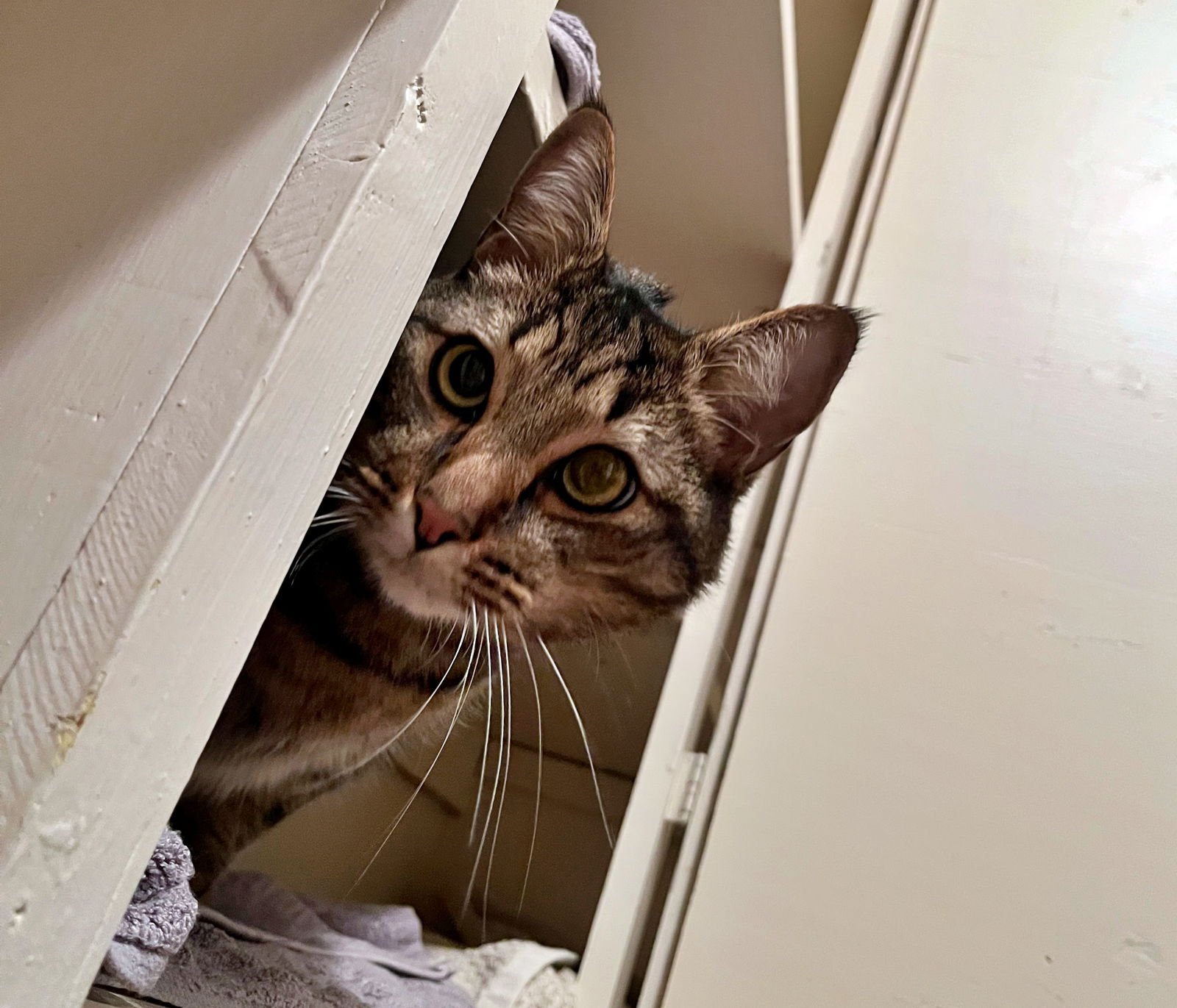 TIGGER #1745N- OFFERED BY OWNER - GENTLE AND QUIET - Tabby / Domestic Short Hair available for adoption