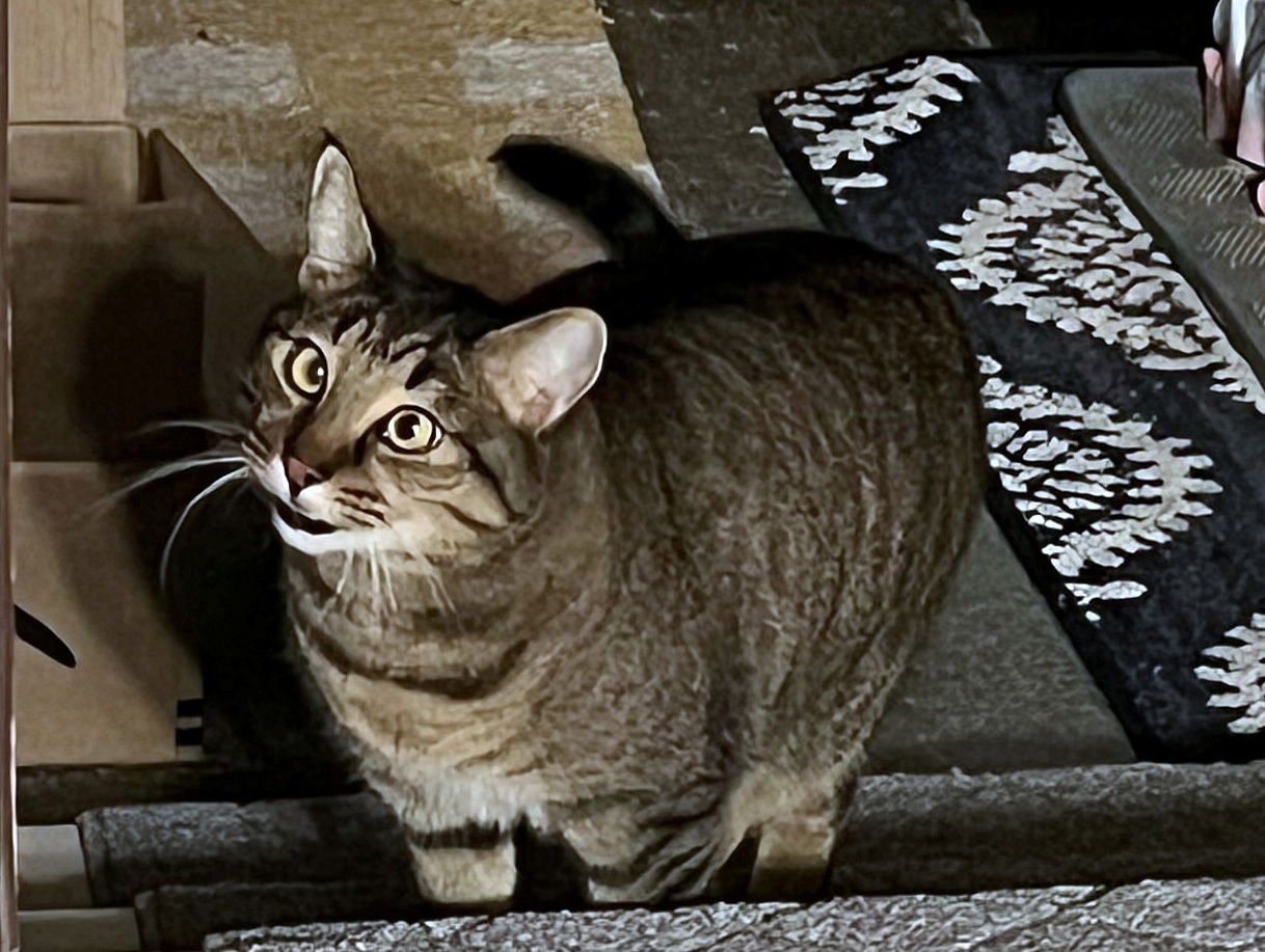 TIGGER #1745N- Offered by Owner - Gentle and Quiet - Photo 3