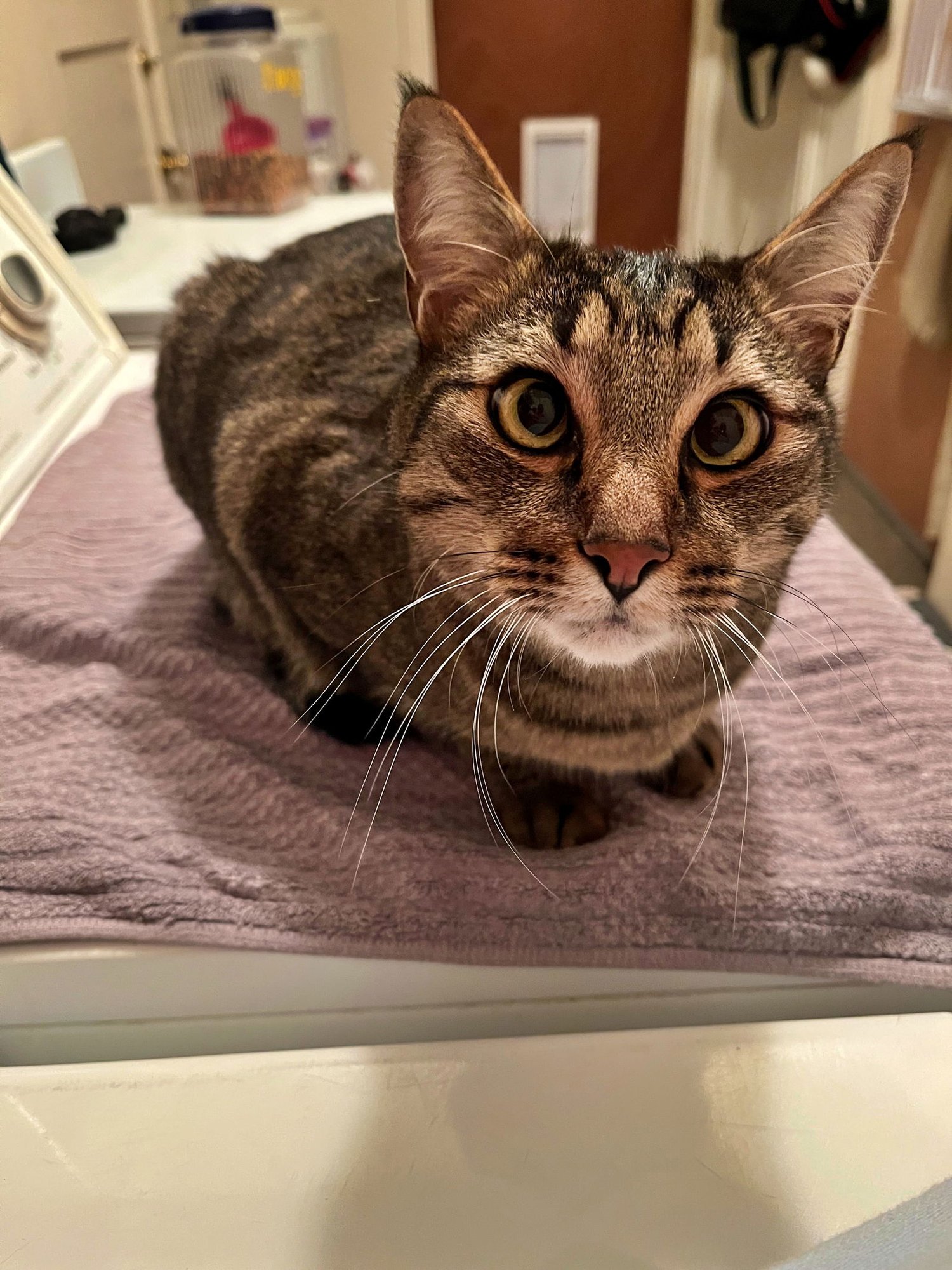 TIGGER #1745N- Offered by Owner - Gentle and Quiet - Photo 4