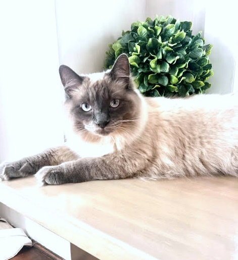 LENNON #1984 - Himalayan / Siamese available for adoption