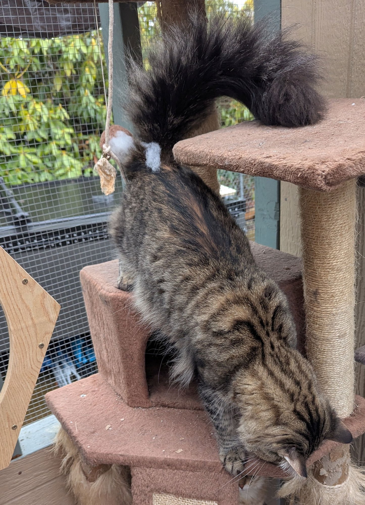 MILLER #1 & #2 - Offered by Owner- Maine Coon - Photo 2