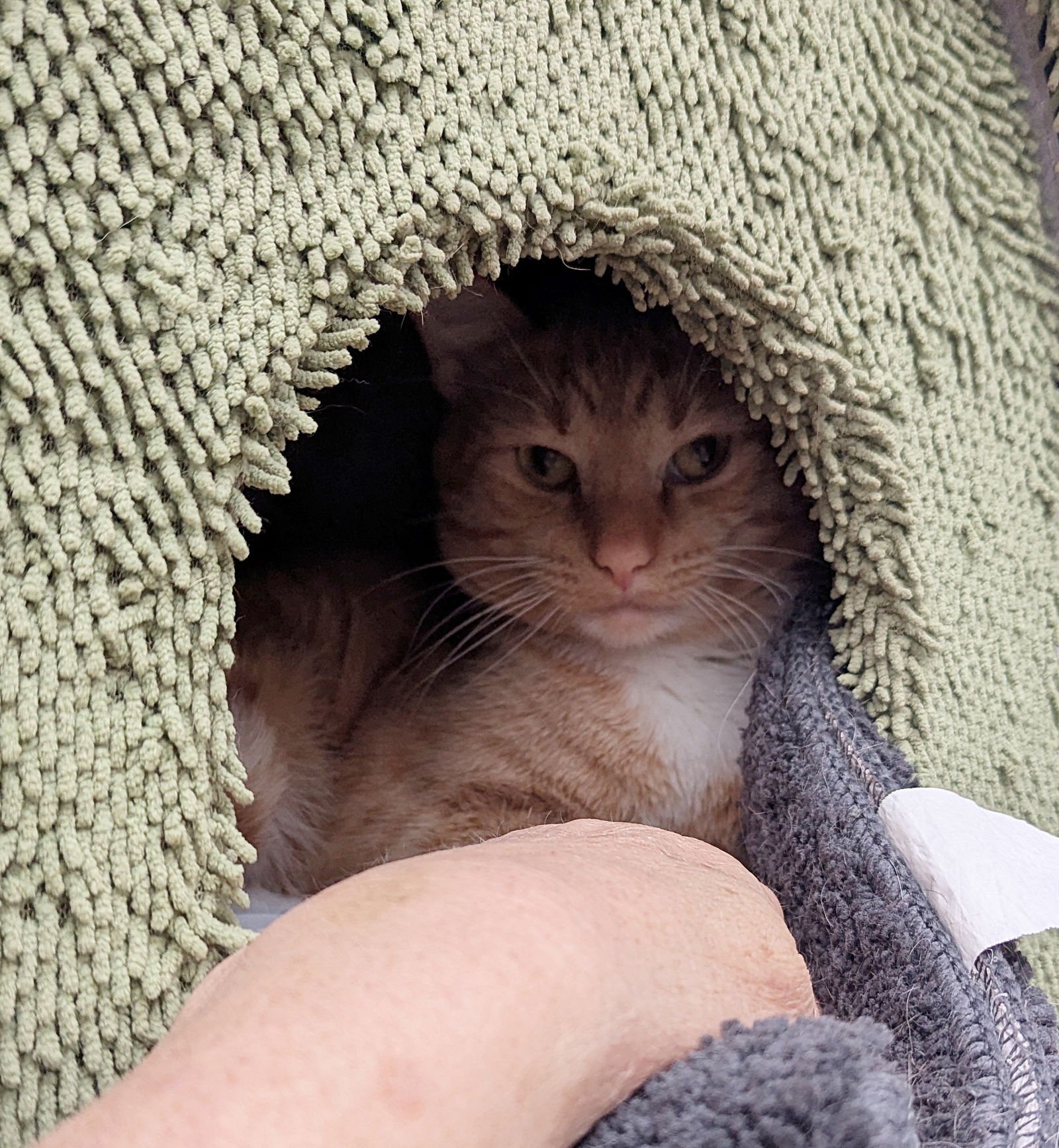 MILLER #1 & #2 - Offered by Owner- Maine Coon - Photo 3