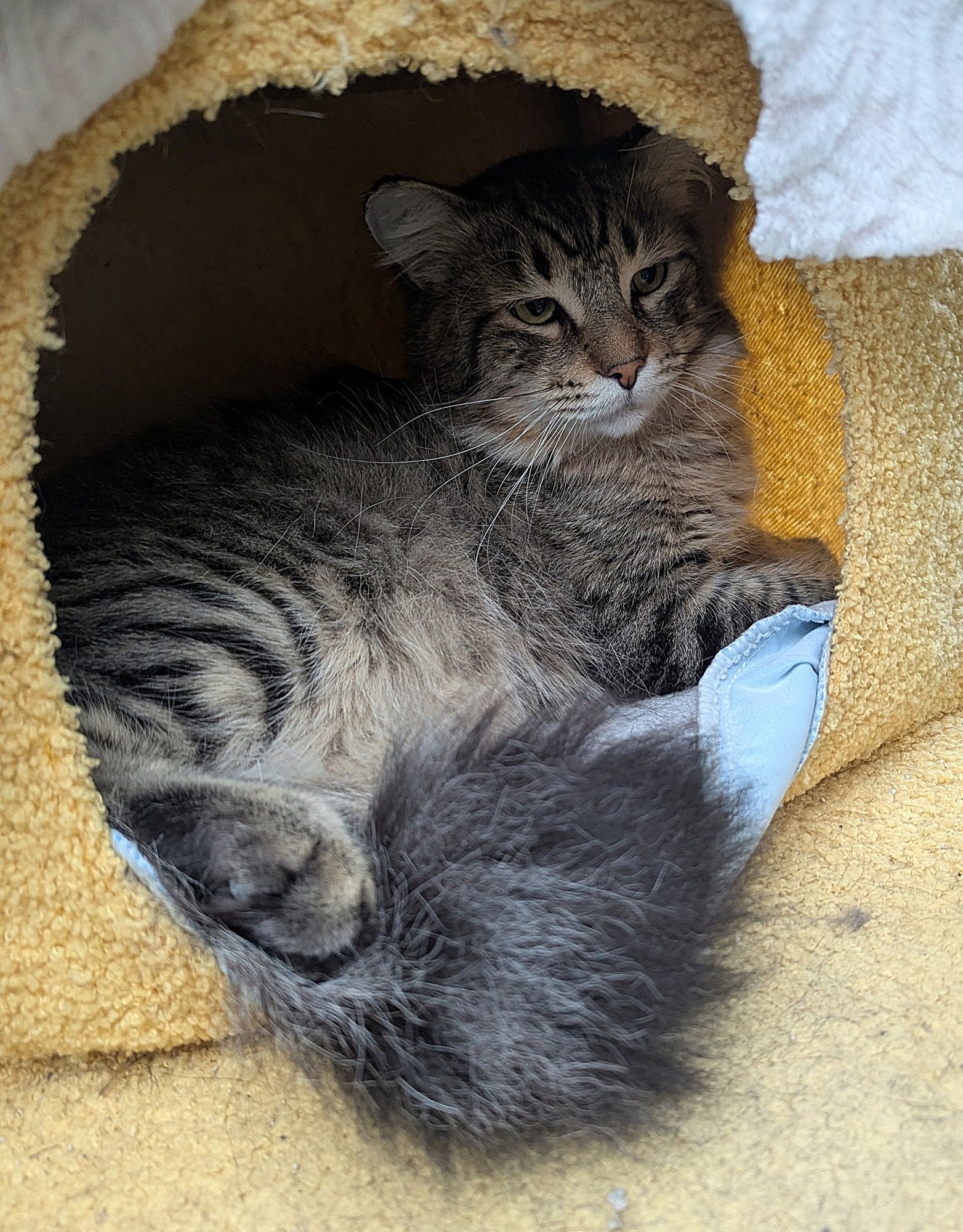 MILLER #1 & #2 - Offered by Owner- Maine Coon - Photo 4