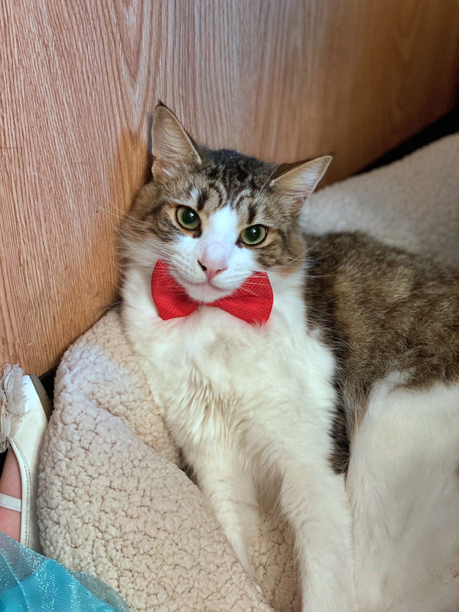 GEORGE #1835 - OFFERED BY OWNER - IN/OUT - Tabby available for adoption