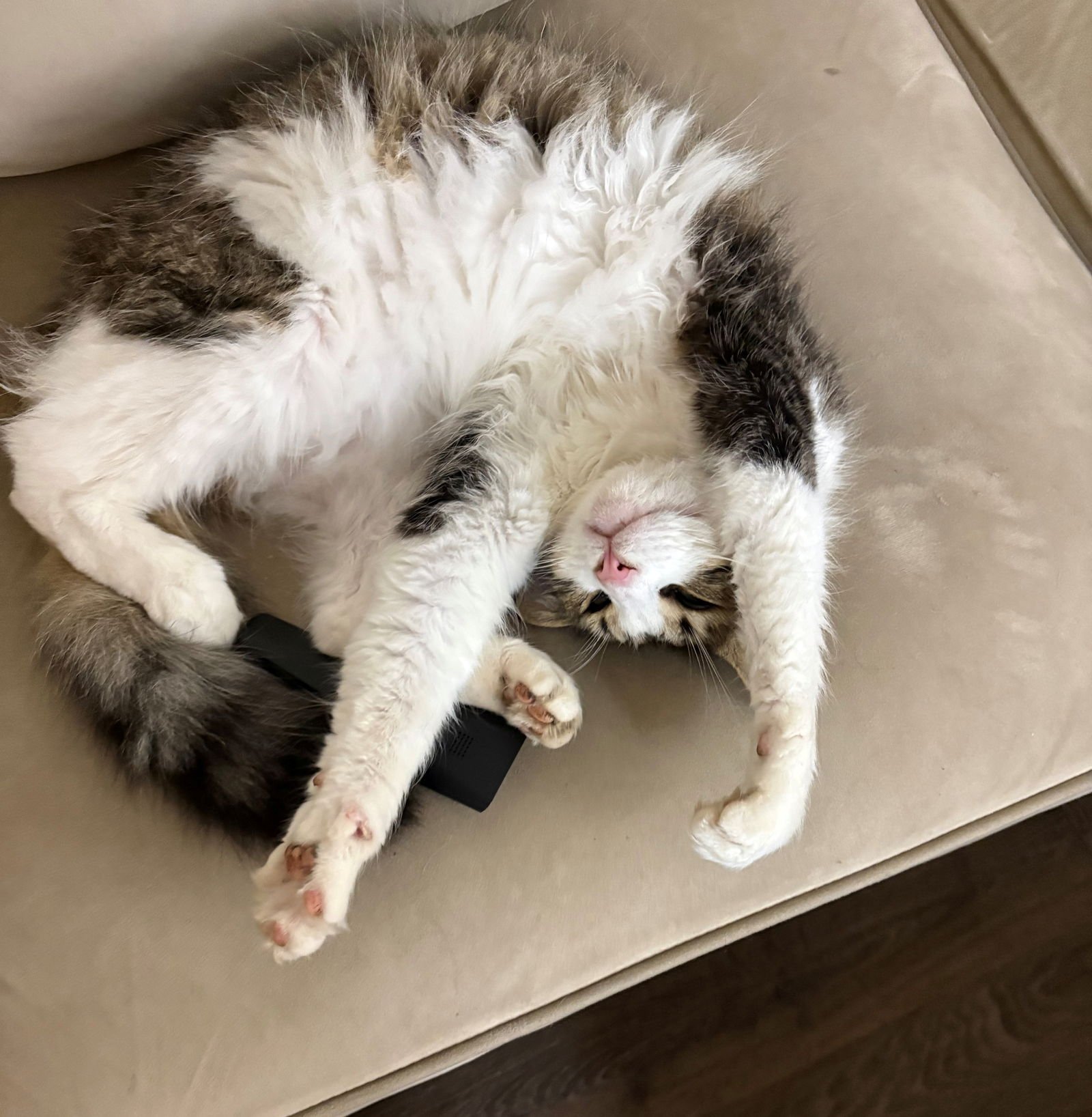 GEORGE #1835 - OFFERED BY OWNER - IN/OUT - Tabby available for adoption