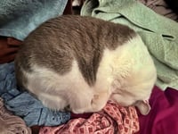 TONY #2011 - Offered by Owner - Family Cat - Photo 4